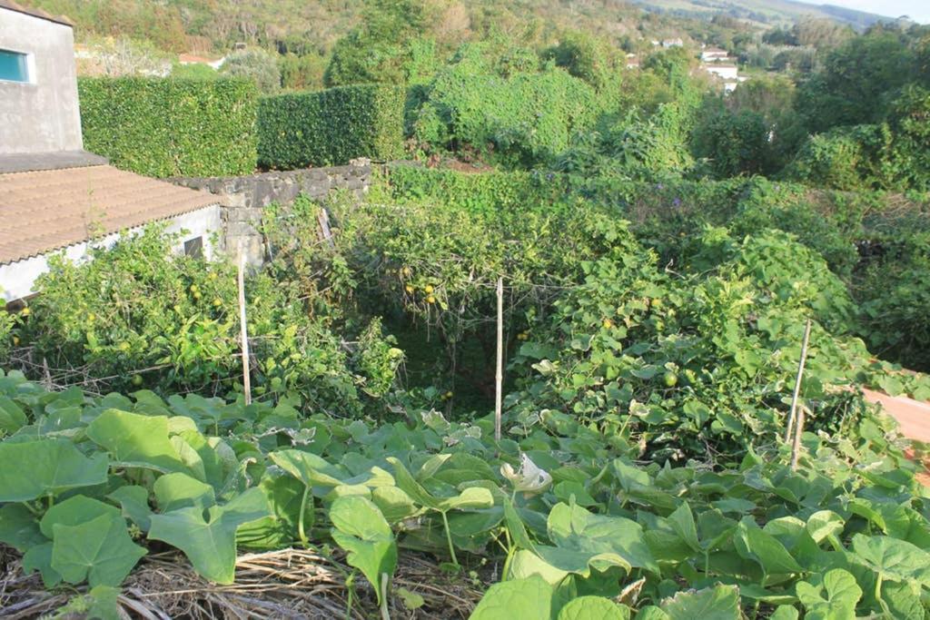 Quinta Do Areeiro Lejlighed Horta  Eksteriør billede